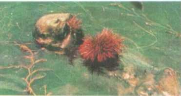 От кобры до медведя гризли - i_061.jpg