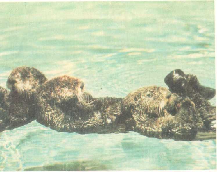 От кобры до медведя гризли - i_063.jpg