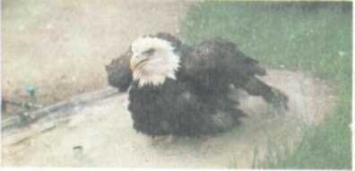 От кобры до медведя гризли - i_068.jpg