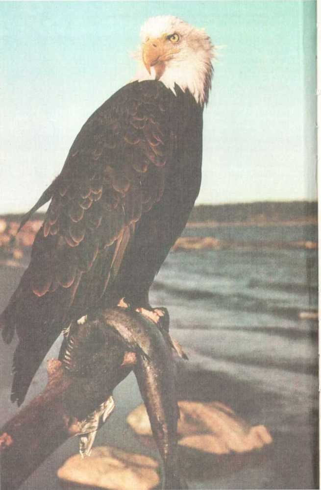 От кобры до медведя гризли - i_069.jpg