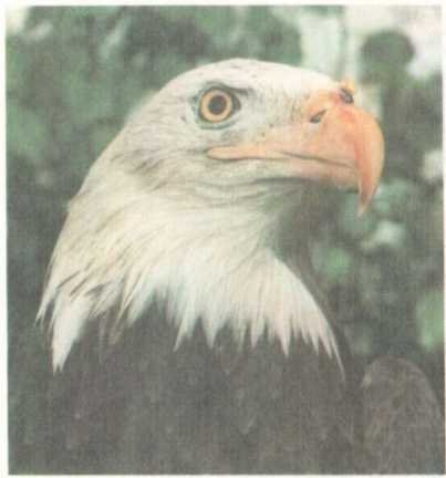 От кобры до медведя гризли - i_070.jpg