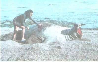 От кобры до медведя гризли - i_083.jpg