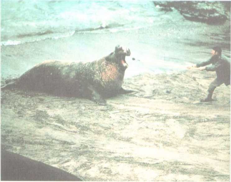 От кобры до медведя гризли - i_084.jpg