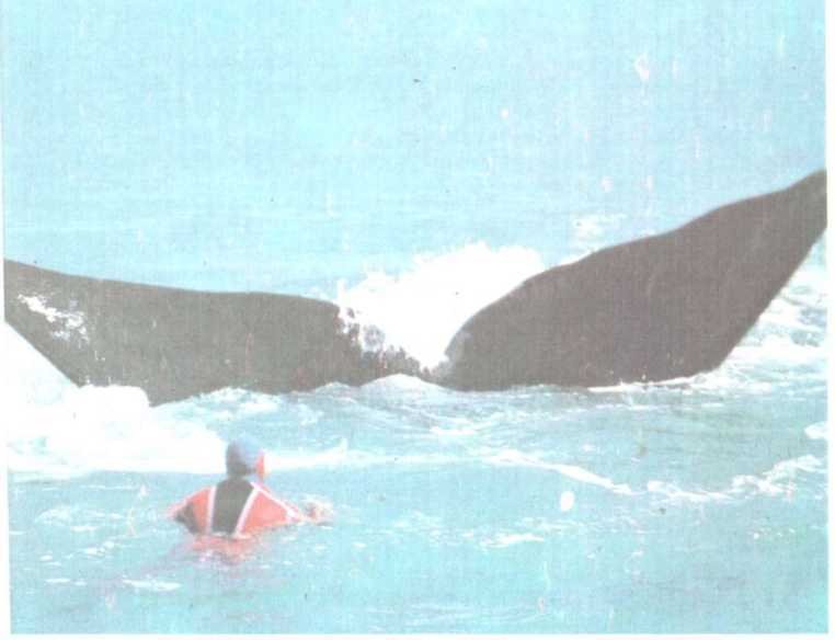 От кобры до медведя гризли - i_097.jpg