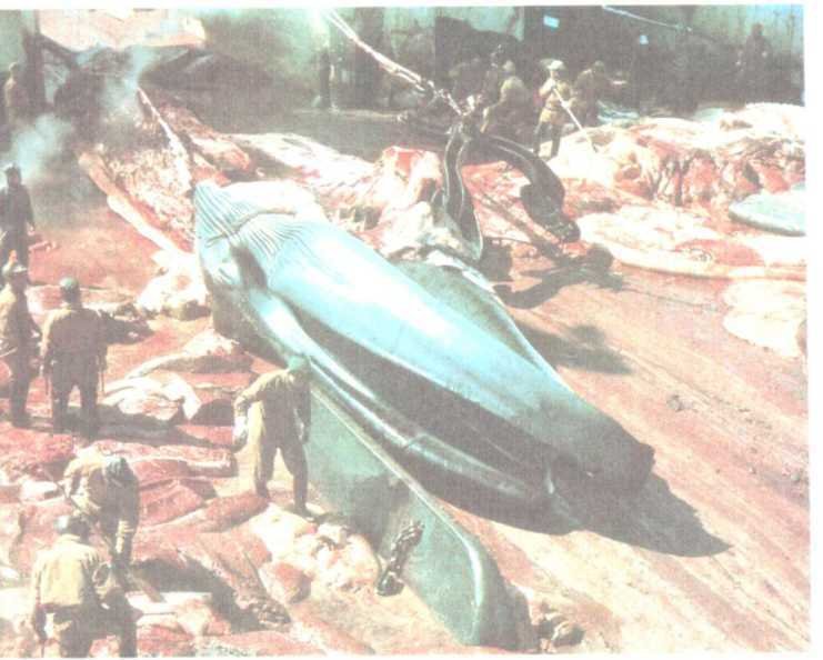 От кобры до медведя гризли - i_098.jpg