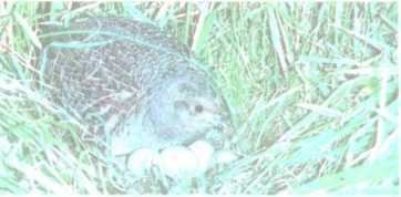 От кобры до медведя гризли - i_102.jpg