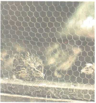 От кобры до медведя гризли - i_104.jpg