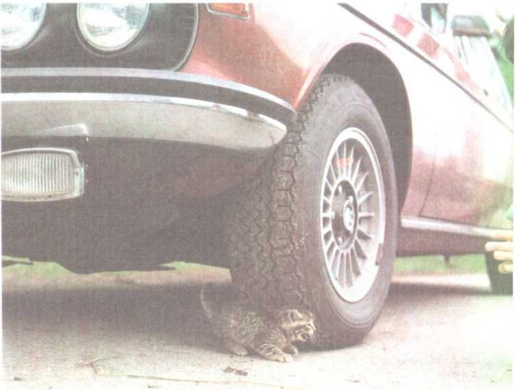 От кобры до медведя гризли - i_106.jpg