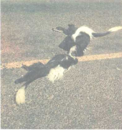 От кобры до медведя гризли - i_107.jpg