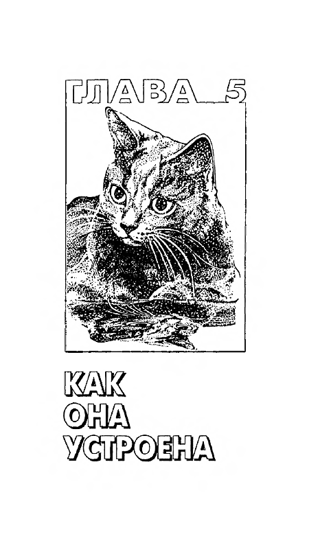 200 Кошачьих "Почему?" - i_007.png