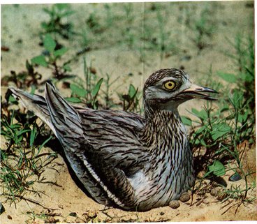 Перо ковыля - pic0025.jpg