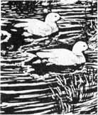 Перо ковыля - pic0040.jpg