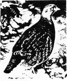 Перо ковыля - pic0047.jpg