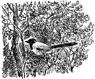 Десять тысяч шагов - img_11.jpeg