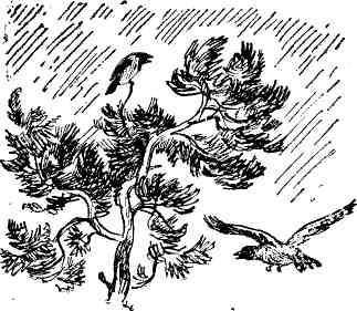 Десять тысяч шагов - img_12.jpeg