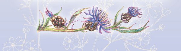 Тайна гранатовых зёрен - i_030.jpg