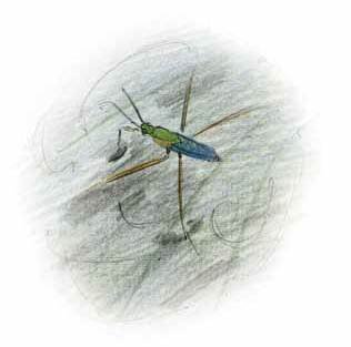 Голос ночи - i_002.jpg