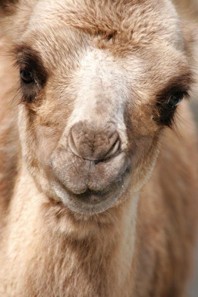 Цифровая фотография от А до Я - _140.jpg