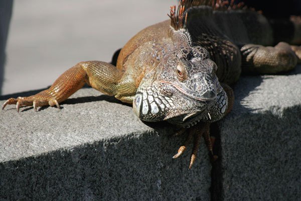 Цифровая фотография от А до Я - _156.jpg