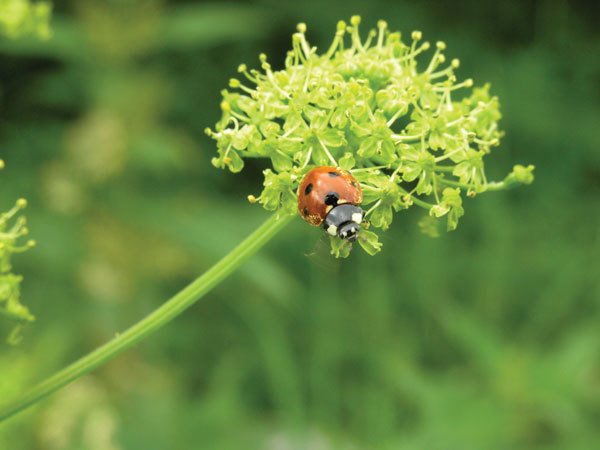 Цифровая фотография от А до Я - _159.jpg