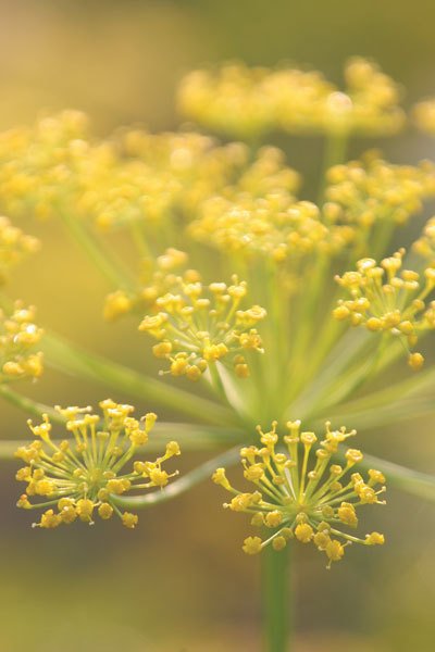 Цифровая фотография от А до Я - _166.jpg