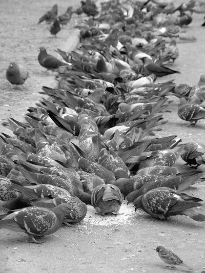 Цифровая фотография от А до Я - _200.jpg