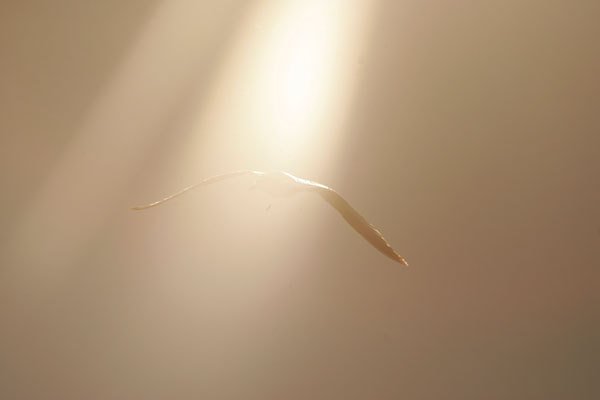 Цифровая фотография от А до Я - _78.jpg