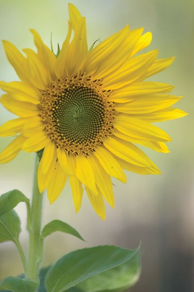 Цифровая фотография от А до Я - _77.jpg