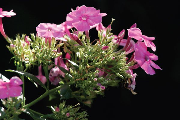 Цифровая фотография от А до Я - _160.jpg