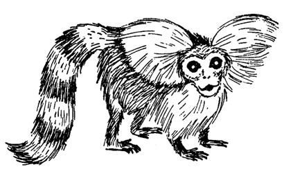 Обезьяны, обезьяны, обезьяны... - _32.jpg