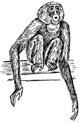 Обезьяны, обезьяны, обезьяны... - _40.jpg