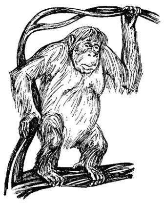 Обезьяны, обезьяны, обезьяны... - _41.jpg