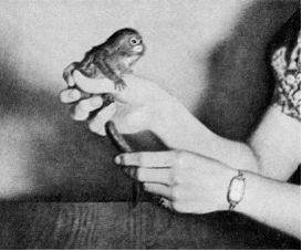 Обезьяны, обезьяны, обезьяны... - _72.jpg