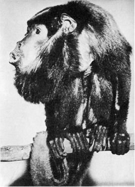 Обезьяны, обезьяны, обезьяны... - _75.jpg