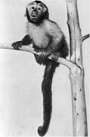 Обезьяны, обезьяны, обезьяны... - _77.jpg