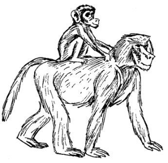 Обезьяны, обезьяны, обезьяны... - _30.jpg