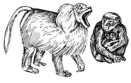 Обезьяны, обезьяны, обезьяны... - _31.jpg