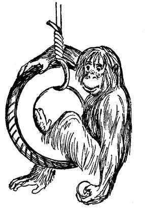 Обезьяны, обезьяны, обезьяны... - _43.jpg