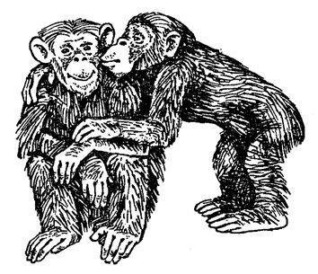 Обезьяны, обезьяны, обезьяны... - _59.jpg