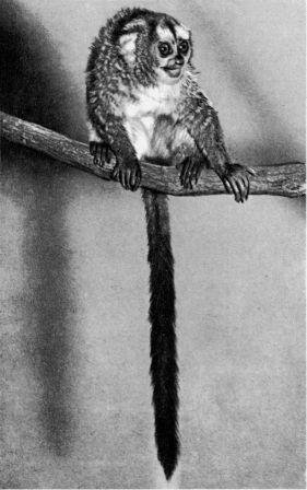 Обезьяны, обезьяны, обезьяны... - _71.jpg