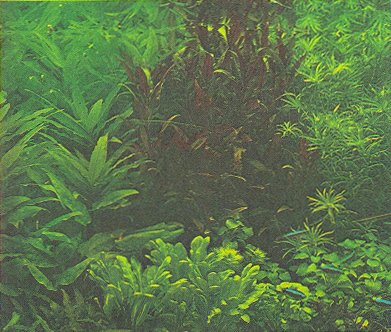 По аллеям гидросада - _67.jpg