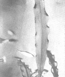 По аллеям гидросада - _64.jpg