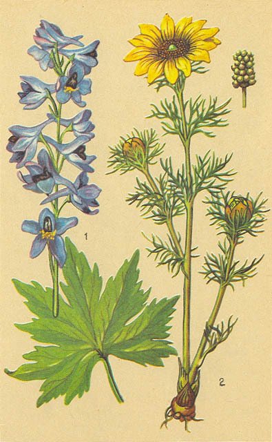 Загадки ядовитых растений - _16.jpg