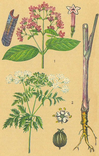 Загадки ядовитых растений - _2.jpg