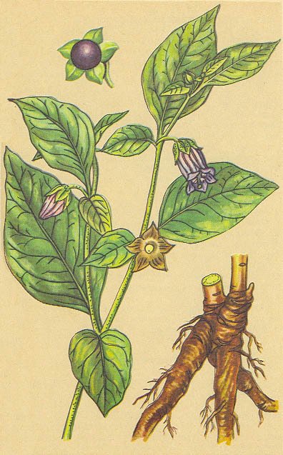 Загадки ядовитых растений - _20.jpg