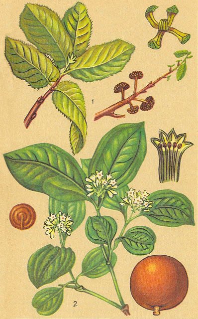 Загадки ядовитых растений - _25.jpg