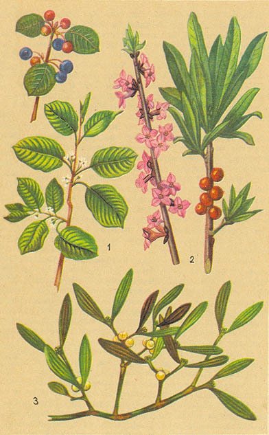 Загадки ядовитых растений - _6.jpg