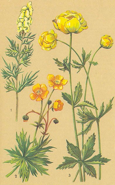 Загадки ядовитых растений - _10.jpg