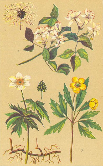 Загадки ядовитых растений - _11.jpg