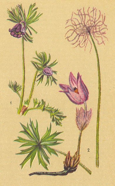 Загадки ядовитых растений - _13.jpg